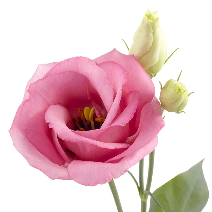 Eustoma