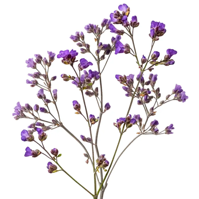 Limonium
