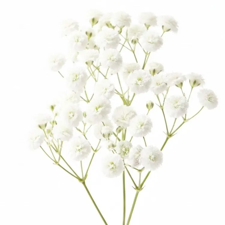 Gypsophila