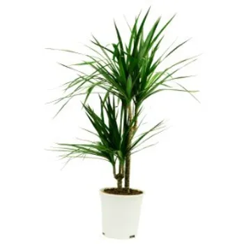 Dracaena