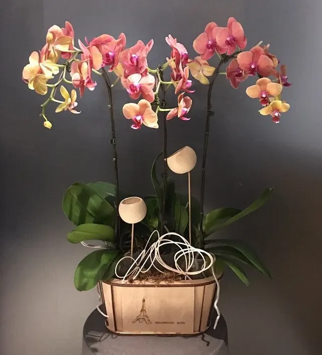 Orchidee w drewnianym wazonie