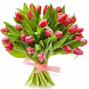 Charming tulips