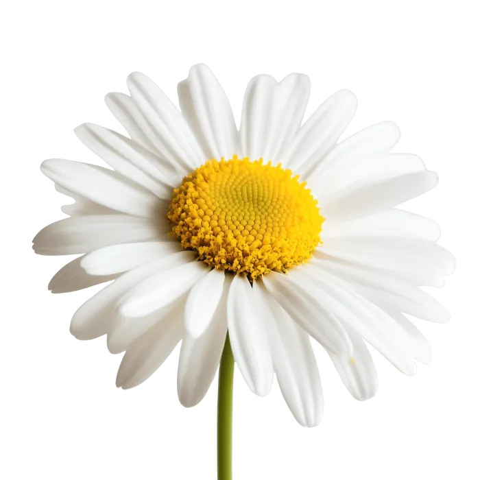 Daisy