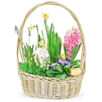 Spring composition
