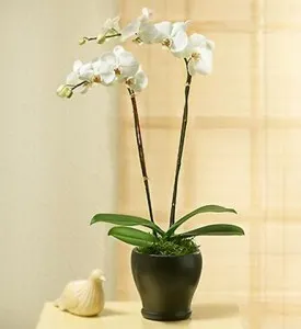 Biała orchidea w doniczce
