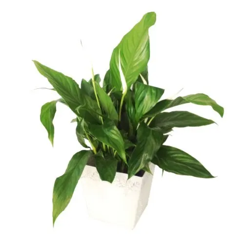 Spathiphyllum w ceramicznym wazonie (w zależności od dostępności)