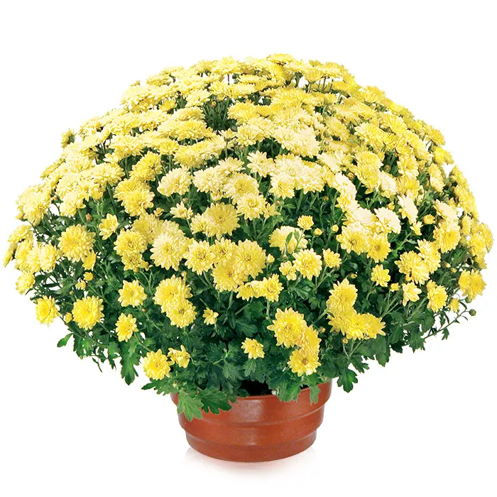 Flowerpot chrysanthemum