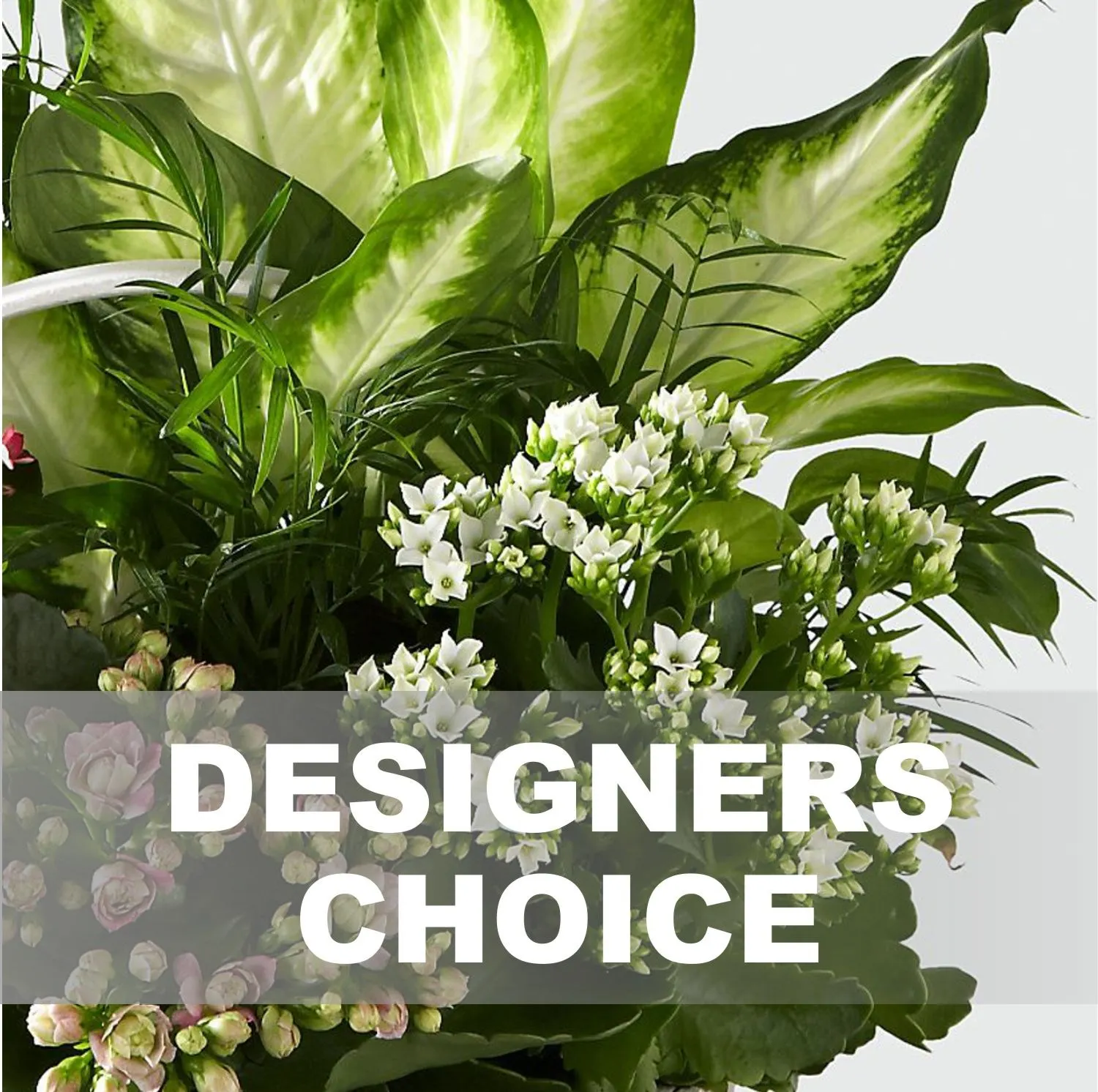 517012.jpg