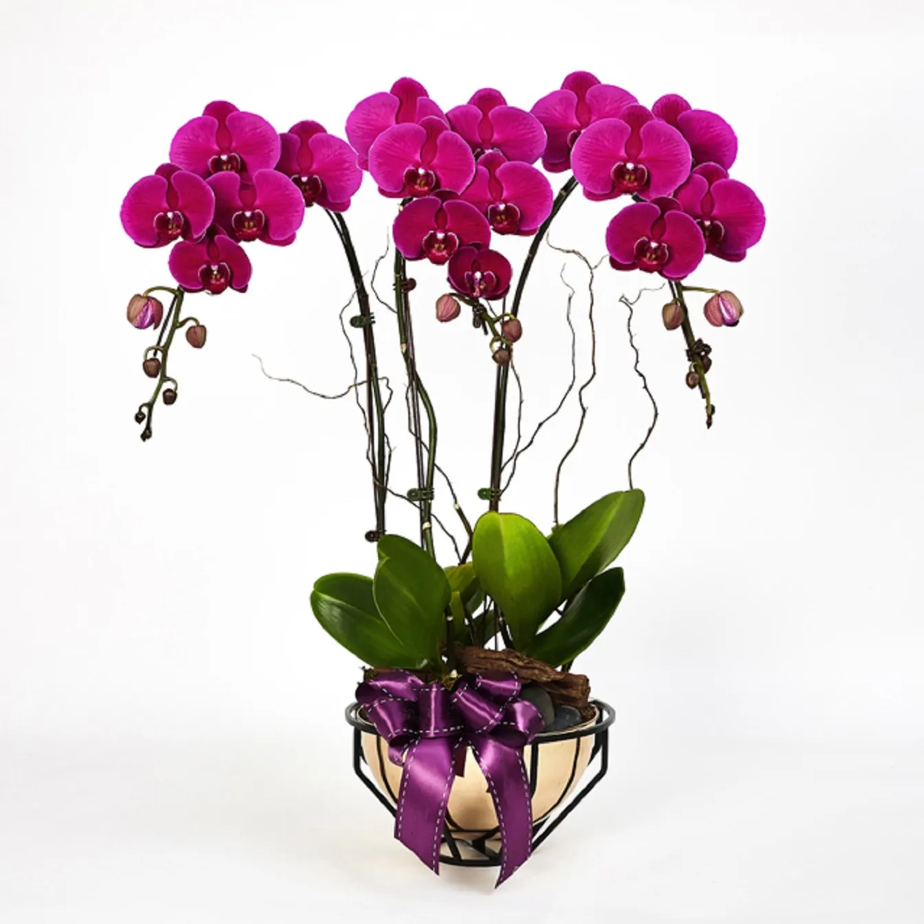 Fioletowa Orchidea Royal Prosperity