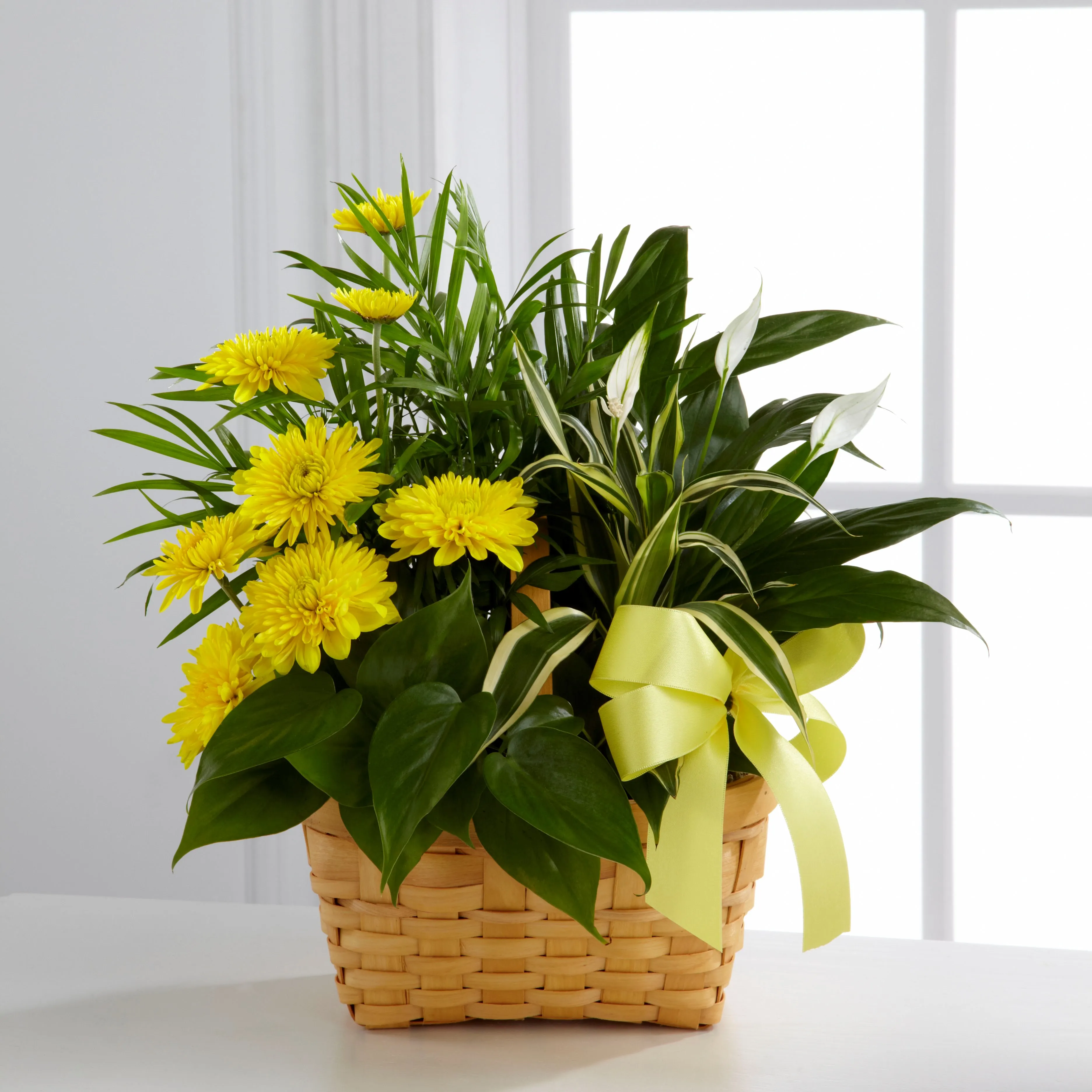 Kompozycja Loving Light Dishgarden