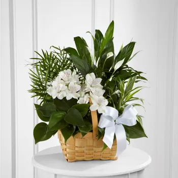 Peace And Serenity Dishgarden