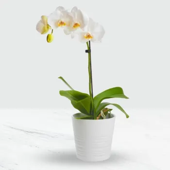 Orchidea Phalaenopsis W Doniczce