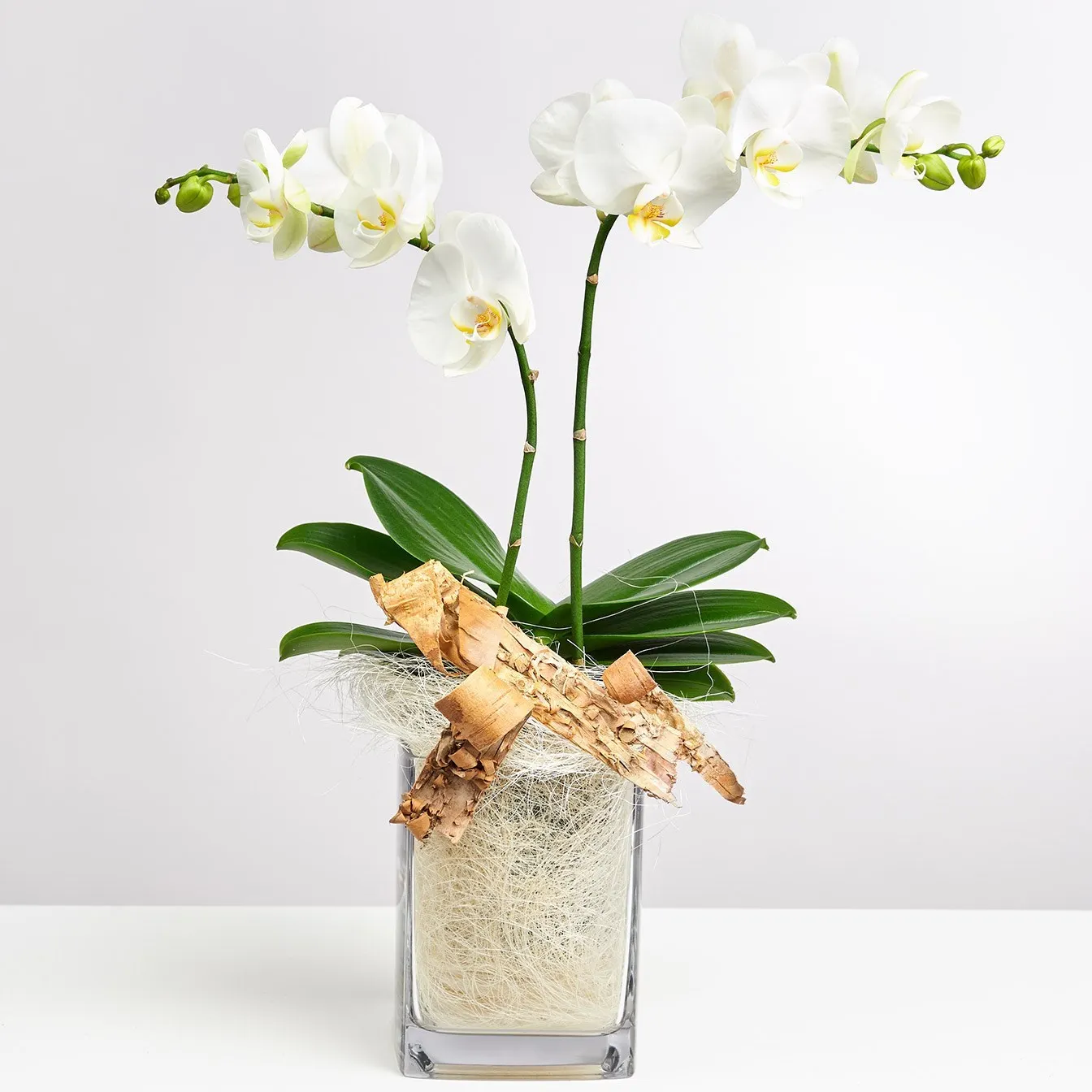 Biała orchidea w wazonie z lnem