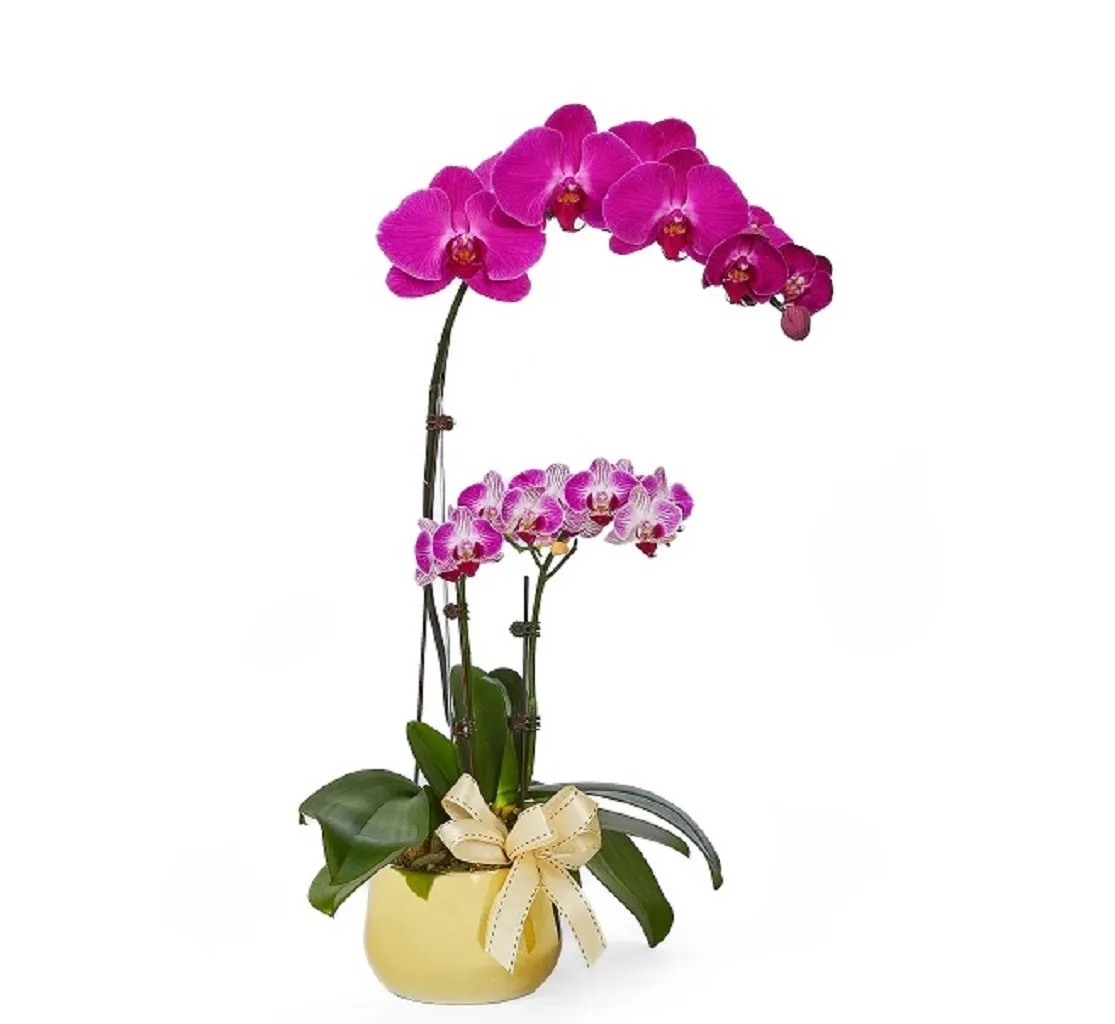 Orchidea Phalaenopsis