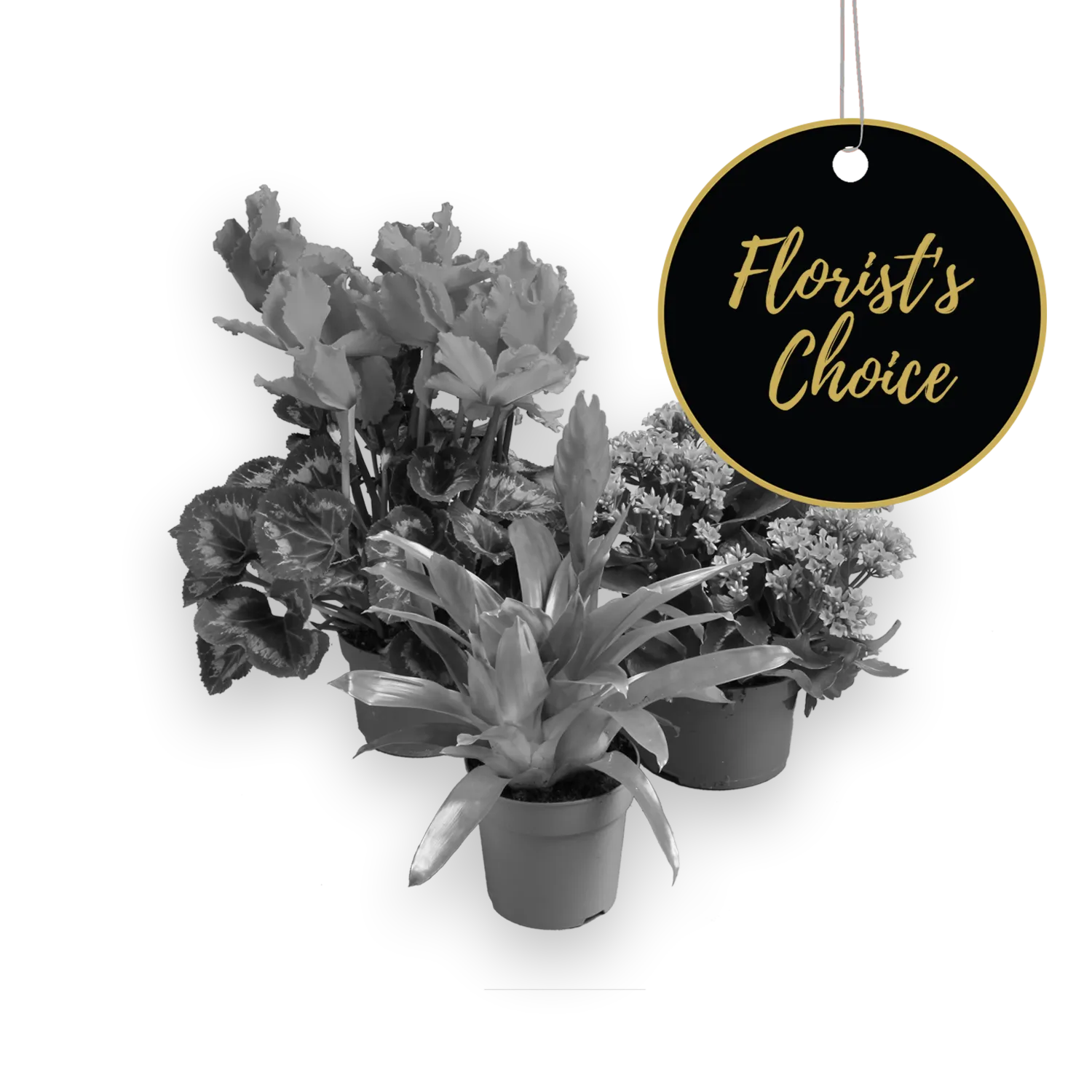 Single Plant