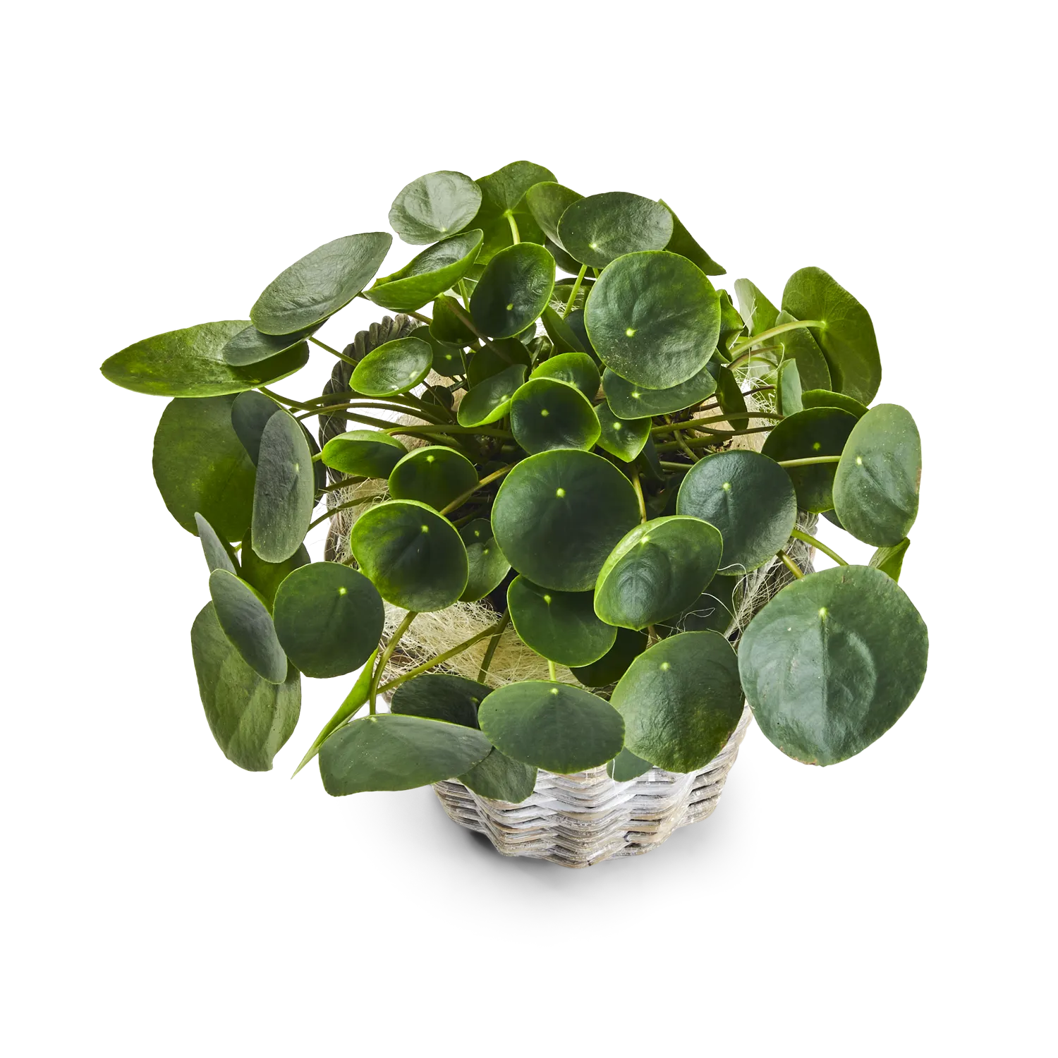 Pilea