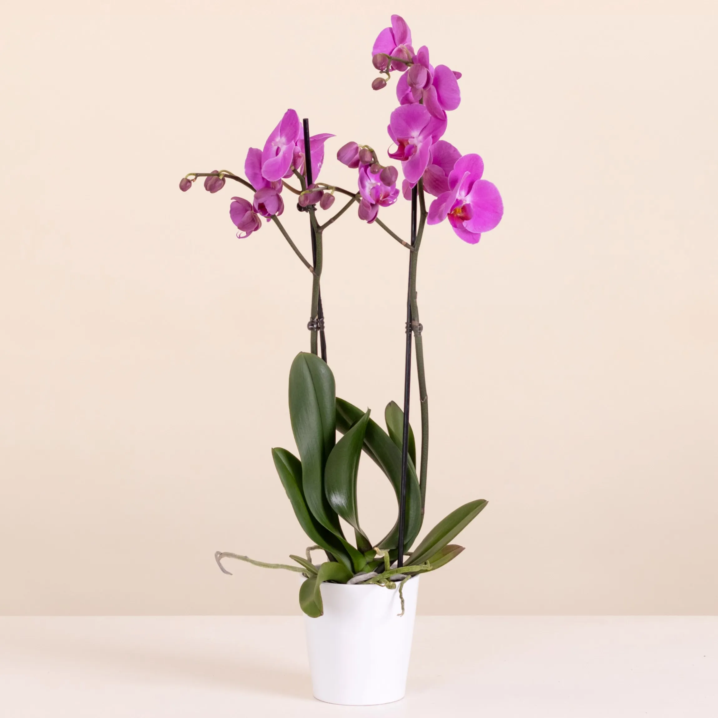 Różowa Orchidea