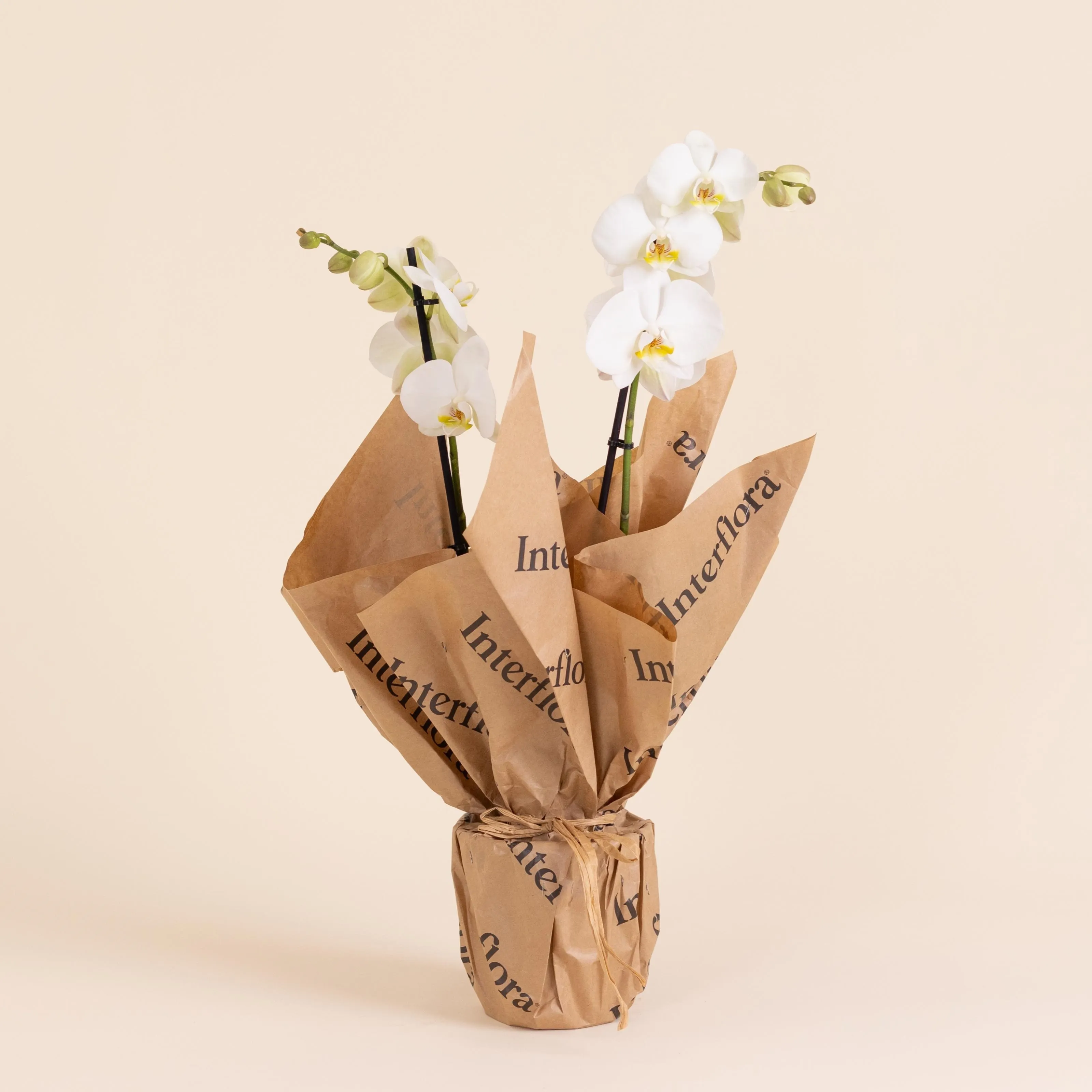 Orchidea biała - roślina klasy premium