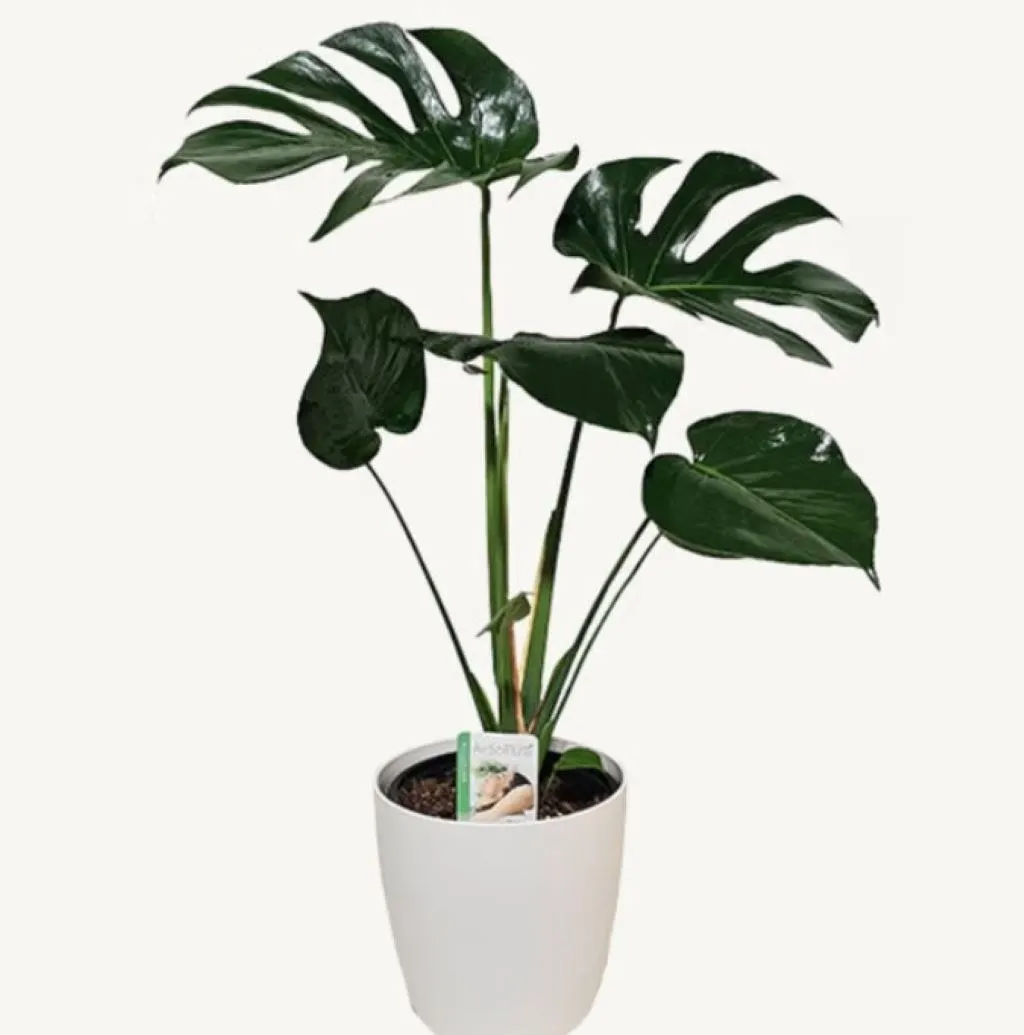 Monstera Deliciosa