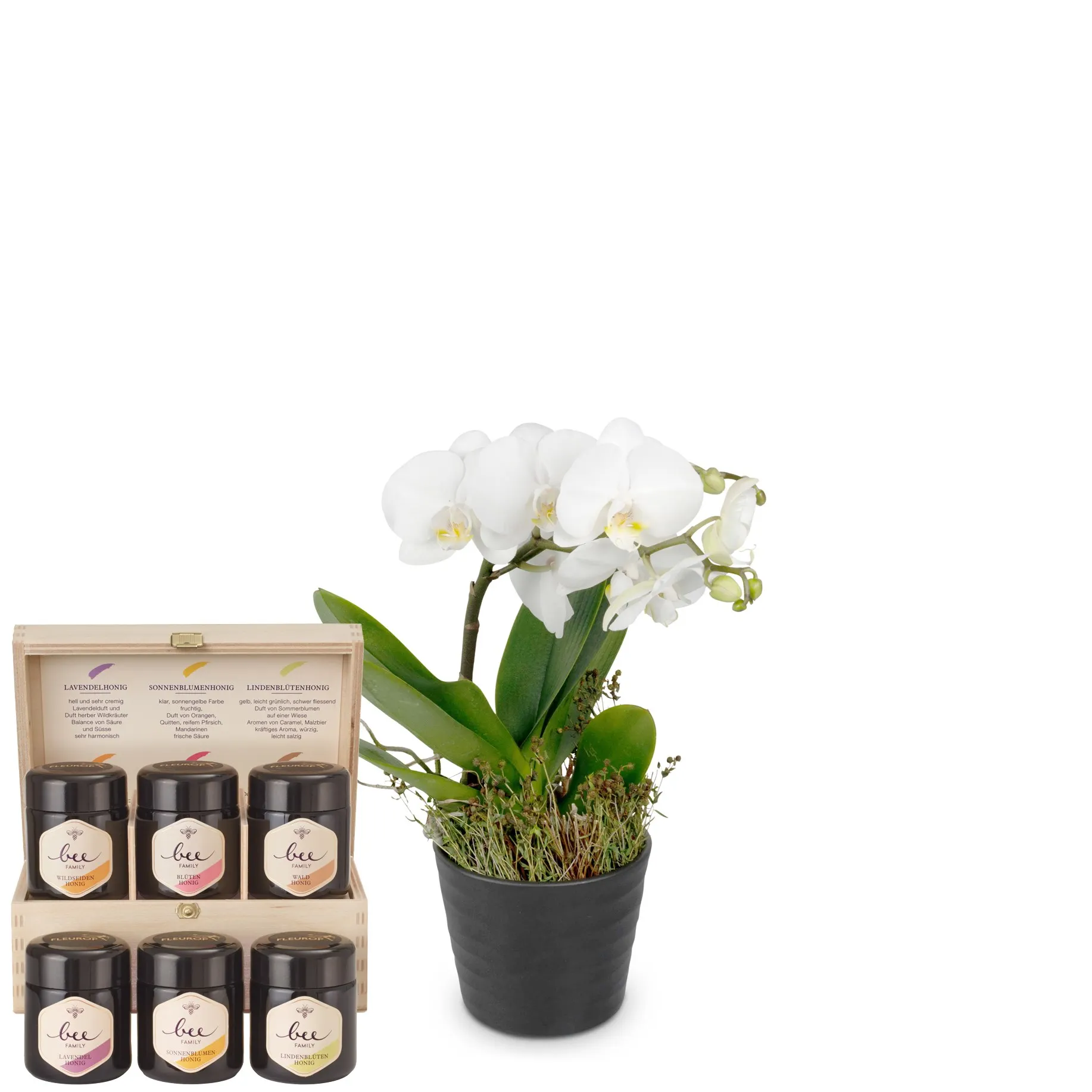 Indoor plant 'White Dream' orchid with Bee-Family honey gift
