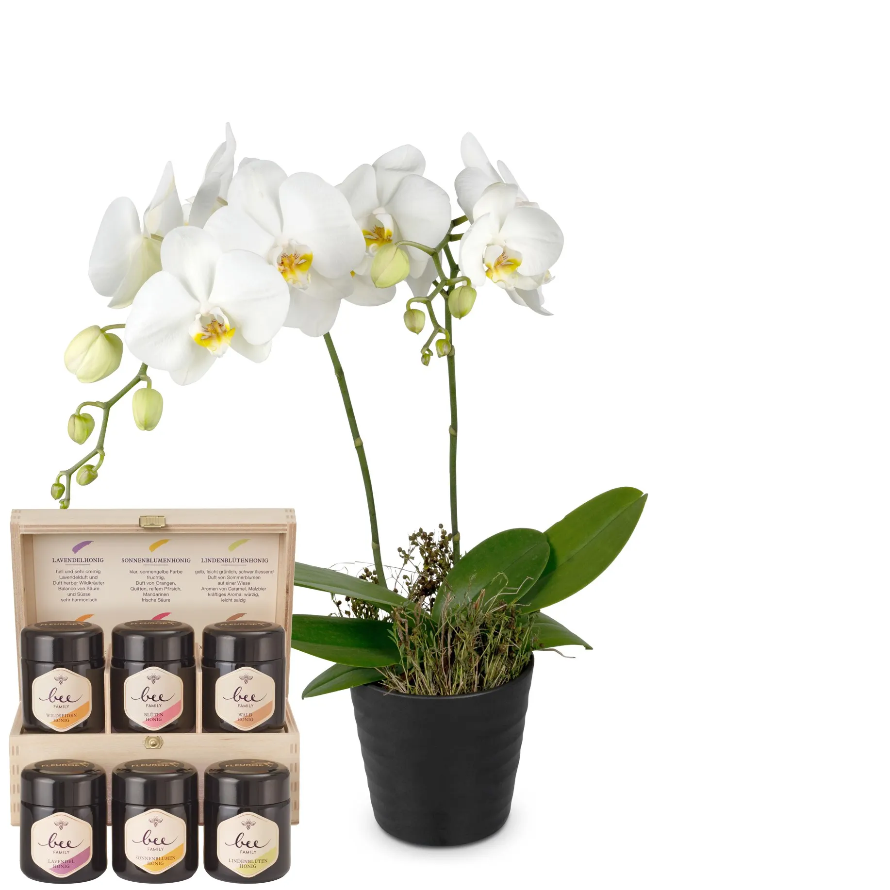 Indoor plant 'White Dream' orchid with Bee-Family honey gift
