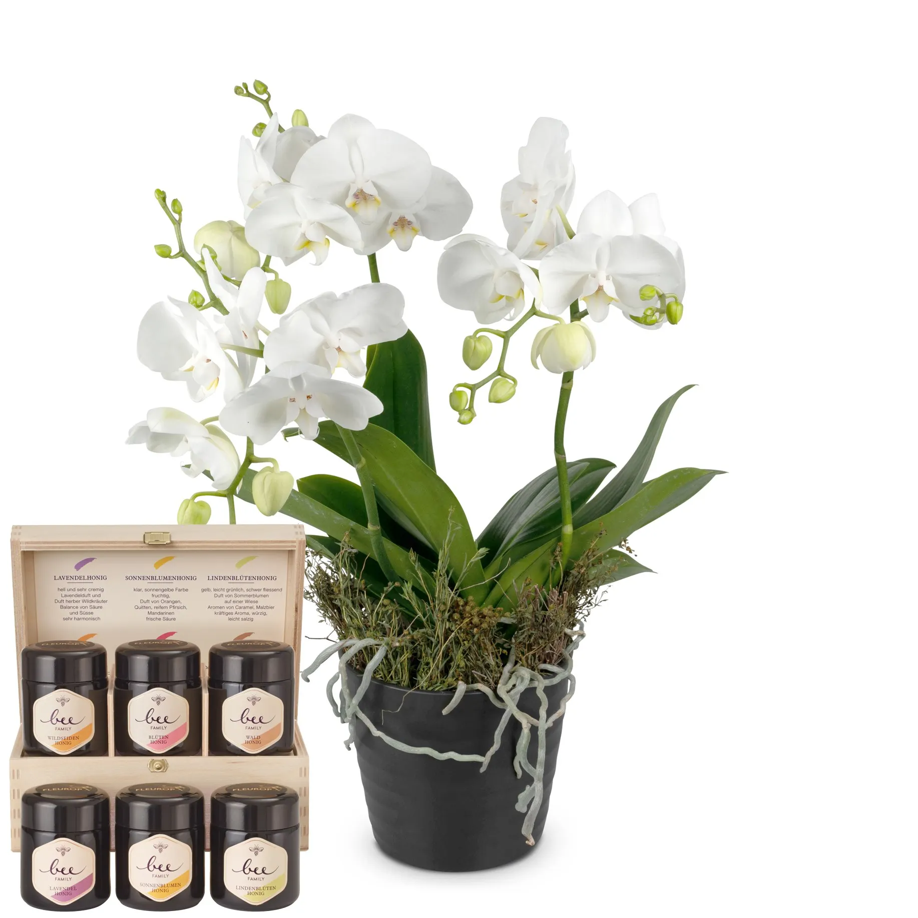 Indoor plant 'White Dream' orchid with Bee-Family honey gift