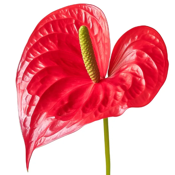Anthurium