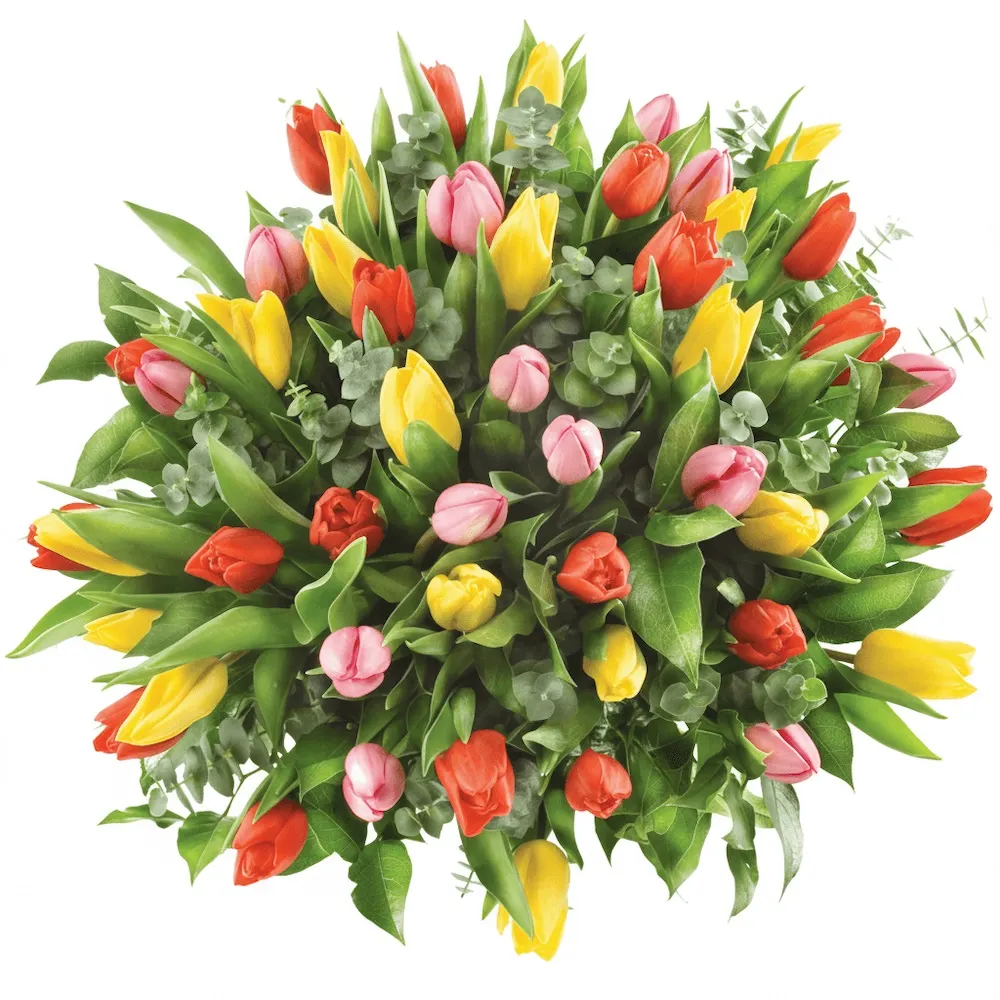 7106Kwiaty50kolorowychtulipanow.jpg