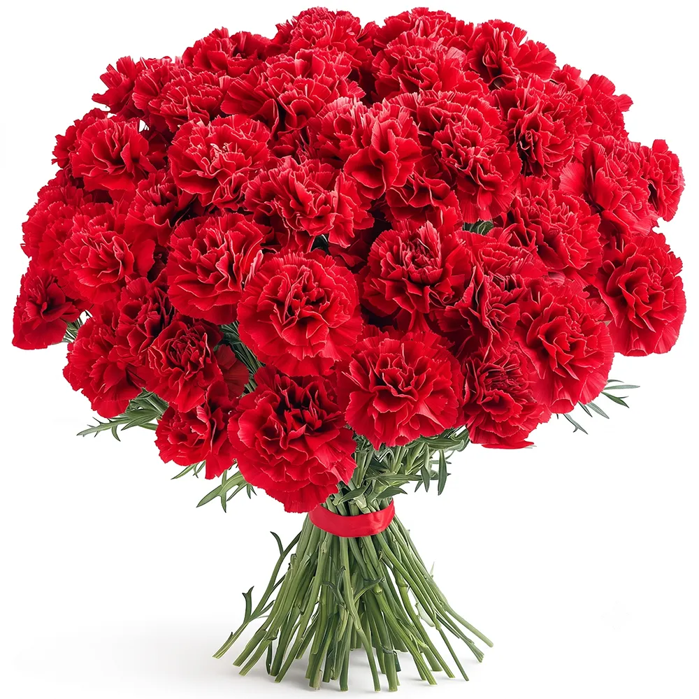 Red carnations 11-100 pcs.
