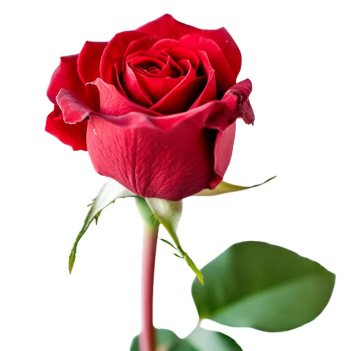 Red rose