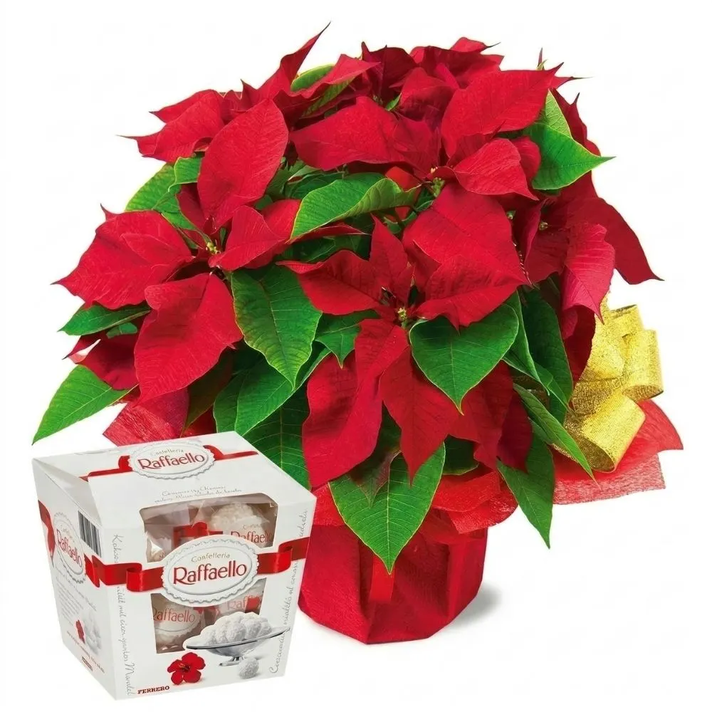 Christmas star of Raffaello