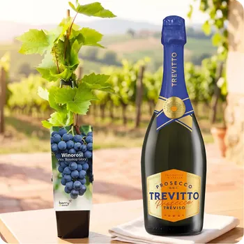 Vine with prosecco