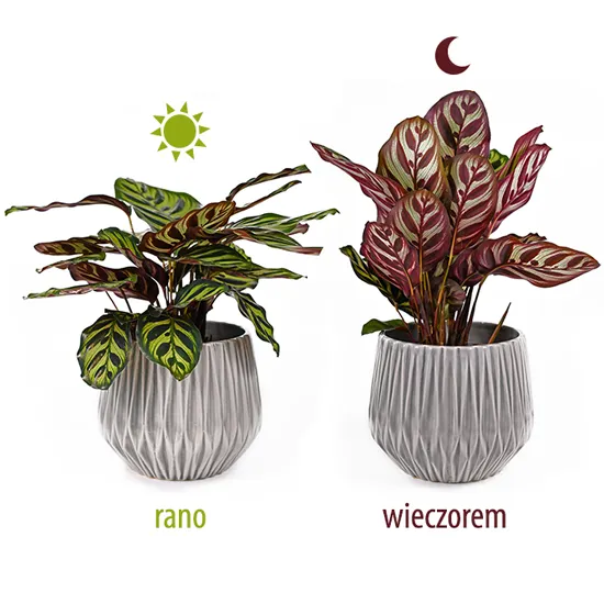 calathearanowieczorem.jpg