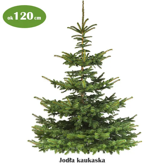 Żywa choinka 120 cm bez dekoracji